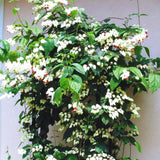 3 Live White Bleeding Heart Vine Plants, Bell-Shaped Flowers, 5-10 In.