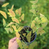 Live Christia Obcordata Butterfly Plant, 4-8 Inch Ornamental Foliage Decor