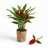 Warm Climate Red Awapuhi Shampoo Ginger, Zingiber Zerumbet, 4-7 Inch Plant