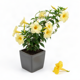 Live Dipladenia, 4-8 Inch Trailing Flower Plant For Trellises And Pots