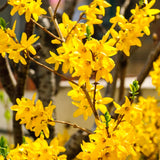 Yellow Forsythia Live Shrub, 14-18 Inches Tall In A Gallon Pot, Well Rooted