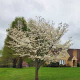 Quart Pot White Dogwood Live Tree, 8-10 Inches Tall, Outdoor Ornamental