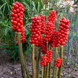 5 Live Jack In The Pulpit Bulbs, Indoor Outdoor Woodland Garden Planting