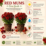 2 Live Red Chrysanthemum Mums, Hardy Perennial Plants, 5-7 Inches Tall
