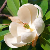 Sweetbay Magnolia Ornamental Tree, Live Plant, 6-12 In Tall, 2.5 In Pot