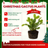2 Live Yellow Christmas Cactus Plants, 4-7 Inch Holiday Indoor Houseplants