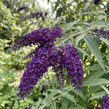 Buddleia Butterfly Bush, 4-7 Inch Compact Perennial Shrub With Blooms.