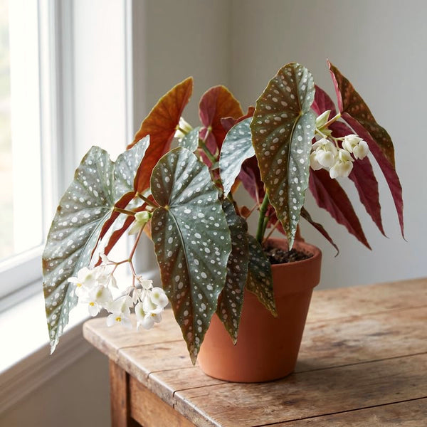Colorful Begonia Live Plant, Rare Houseplant With 4-6 Inch Starter Height