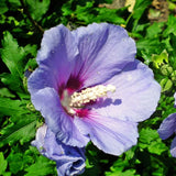 Live Purple Rose Of Sharon Shrub, 6-13 Inch Landscape Flower Plant In Pot
