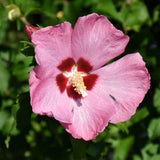 Live Pink Rose Of Sharon Shrub In Pot, Hardy Hibiscus, 6-13 Inches Tall