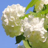 Live Old White Snowball Viburnum Blooming Shrub Plant, 8-12 Inches Tall