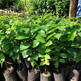 Live Soursop Guanabana Orchard Tree, Tropical Fruit Plant, 5-9 Inches Tall