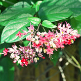 2 Random Clerodendrum Live Plants, 4-8 Inch Tropical Indoor Outdoor Vine