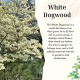 Quart Pot White Dogwood Live Tree, 8-10 Inches Tall, Outdoor Ornamental