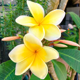Live Yellow Plumeria Plant, 1 Gallon Pot, 1-2 Ft Tall Frangipani Tree.