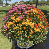 3 Mixed Mums Live Starter Plants, Outdoor Border Flowers, 5-7 Inches Tall
