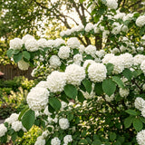 Live Japanese Viburnum Shrub, 2.5��� Pot For Outdoor Hedges And Landscaping