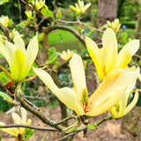 Live Yellow Magnolia Tree, 6-12 Inch Plant For Garden Or Large Container