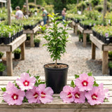 Rose Of Sharon Live Tree, Pink Flowering Shrub, 6-13 Inches Tall For Garden