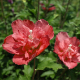 Flowering Shrub, Red Rose Of Sharon Live Plant, 6-13 Inches Tall, Potted