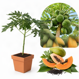 Live Sweet Papaya Fruit Tree, 5-10 Inches Tall In A 4-Inch Nursery Pot