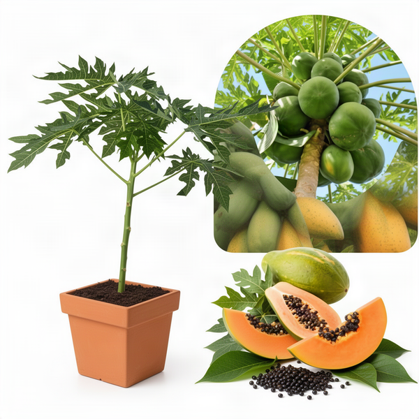 Live Sweet Papaya Fruit Tree, 5-10 Inches Tall In A 4-Inch Nursery Pot