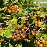 Live Muscadine Grape Vine, 4-7 Inch Plant For Full-Sun Backyard Orchard