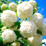 Live Old Fashion Snowball Viburnum Shrub, Hardy 8-10 Inch Garden Plant
