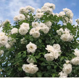 Live White Rose Flower Plant, Fragrant Bare Root For Landscape Planting