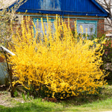 Yellow Forsythia Live Shrub, 6-12 Inch Potted Plant With Fragrant Blooms