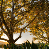 Quart-Pot Live Sycamore Tree, Well-Rooted Shade Tree For Outdoor Landscapes