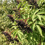 Live Black Elderberry Shrub In Quart Pot, 8-12 Inch Outdoor Garden Plant