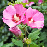 Potted Althea Flowering Shrub, Pink Rose Of Sharon Live Plant, 6-13 Inch