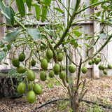 Live June Plum Fruit Tree, 2-3 Ft Tall, Well Rooted In One Gallon Container