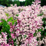 Purple Kim Lilac Live Shrub, 1 Year Old, 6-12 Inches Tall In Quart Pot