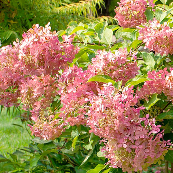 Pink To Red Live Hydrangea Flowering Shrub, 5-9 Inches Tall For Gardens