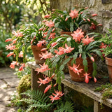 Salmon Christmas Cactus Live Plant, 4-7 Inches, Indoor Home Decor Display