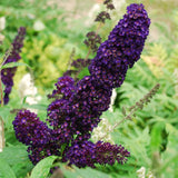 Dark Purple Buddleia Starter Shrub, 4 To 6 Inch Live Outdoor Garden Plant