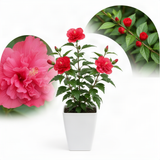 Live Red Rose Of Sharon Shrub, 6-12 Inch Potted Landscape Flower Bush Plant