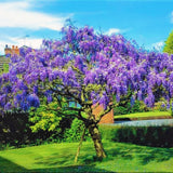 Live Purple Wisteria Vine For Containers, 6-12 Inches Tall, 2.5 Inch Pot