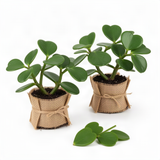 2 Live Hoya Kerrii Plants, 5-7 Inch Green Heart-Shaped Indoor Succulents