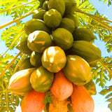 Live Papaya Tree In 4 Inch Pot, 5-10 Inch Tropical Fruit Starter Plant