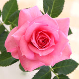Live Pink Rose Bush, 5-8 Inch Heirloom Shrub For Containers And Borders