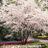 2 White Flowering Dogwood Outdoor Live Trees, 12-24 Inches Tall, Quart Pot