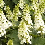 Oakleaf Hydrangea Live Plant, Hardy Flowering Shrub Tree, 6-12 Inches Tall