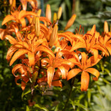 5 Turks Cap Lily Bulbs, Tiger Lily Flowers For Beds And Border Planting