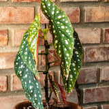 2 Live Begonia Angel Wing Maculata Plants, 5-9 Inch Tall, Indoor Foliage