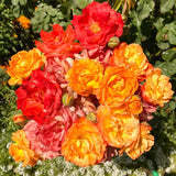 Orange Yellow Climbing Rose Live Plant, Fragrant Multi Rose, Bare Root