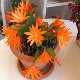 Live Orange Easter Cactus, 4-6 Inch Spring Flower For Indoor Home Decor