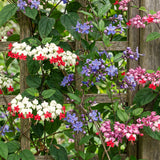 2 Random Clerodendrum Live Plants, 4-8 Inch Tropical Indoor Outdoor Vine
